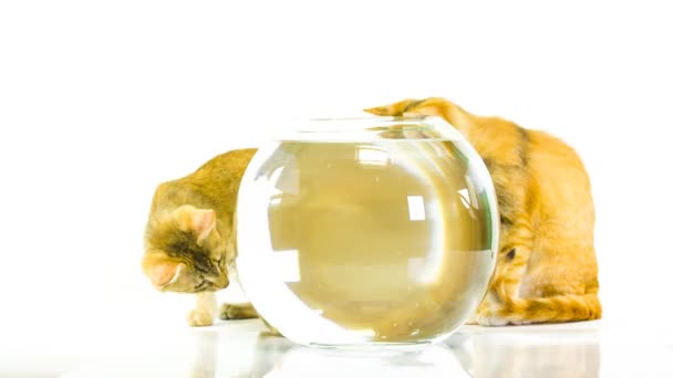 Кошенята і золота рибка в акваріумі — стокове відео