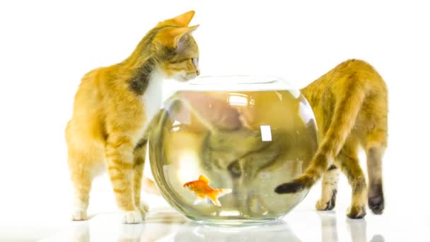 Gatitos y peces de colores en el acuario — Vídeos de Stock