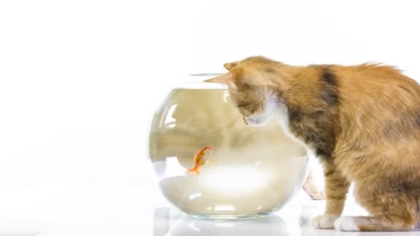 Kocięta i złota rybka w akwarium — Wideo stockowe