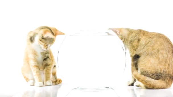 Gatitos y peces de colores en el acuario — Vídeos de Stock