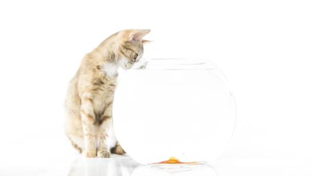 Gatinho e peixinho dourado — Vídeo de Stock
