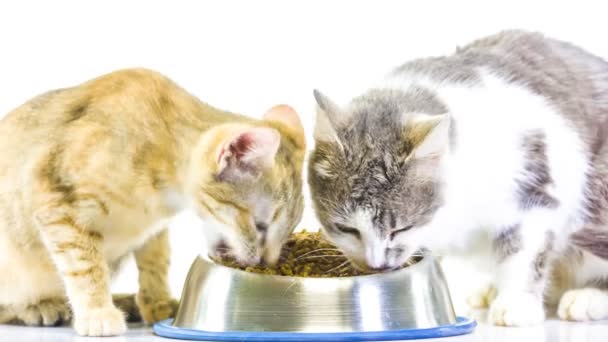 Alimentar a dos gatitos — Vídeos de Stock