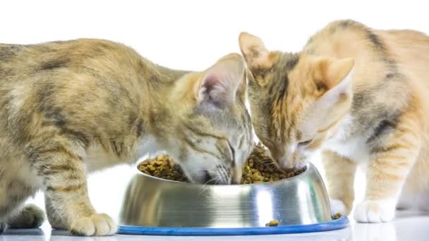 Iki kırmızı kedi besleme — Stok video