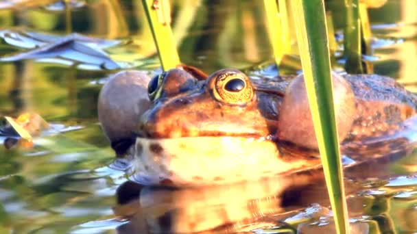 FROG EN POND — Vídeo de stock