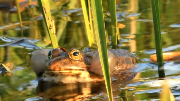 FROG EN POND — Video