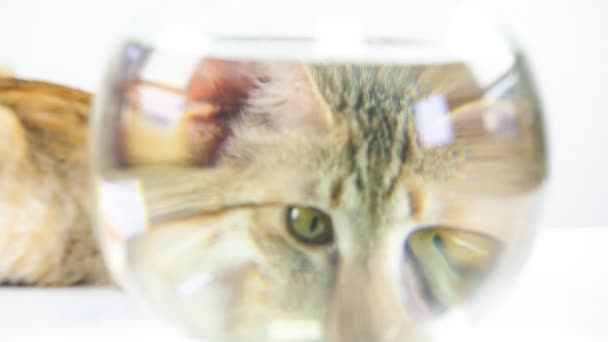 Kotek szuka na złota rybka w akwarium — Wideo stockowe