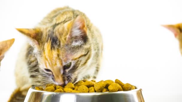 Кошенята їжі — стокове відео