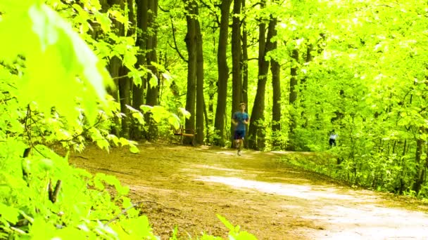 Park met groene bomen — Stockvideo