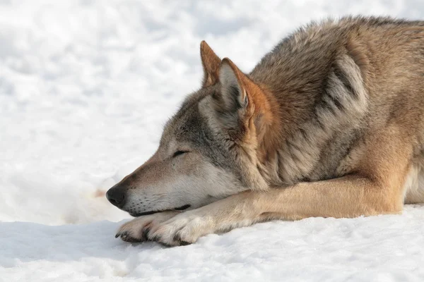 Wolf in de winter — Stockfoto