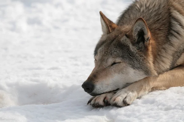 Wolf in de winter — Stockfoto