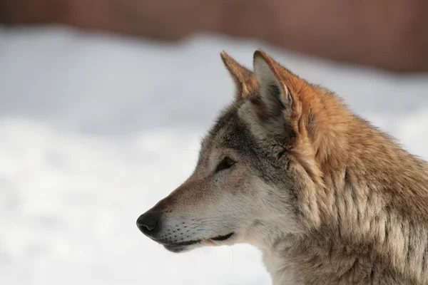 Wolf télen Stock Kép