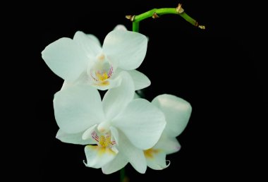 Siyah arkaplanda beyaz şefkat orkidesi
