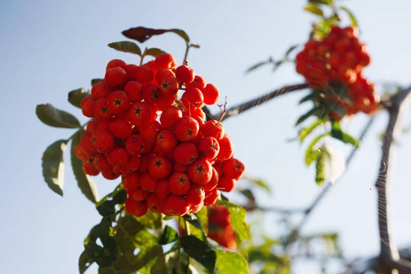 Beautiful Rowan Extra Closeup Cobwab Blue Sky — Stock Photo, Image