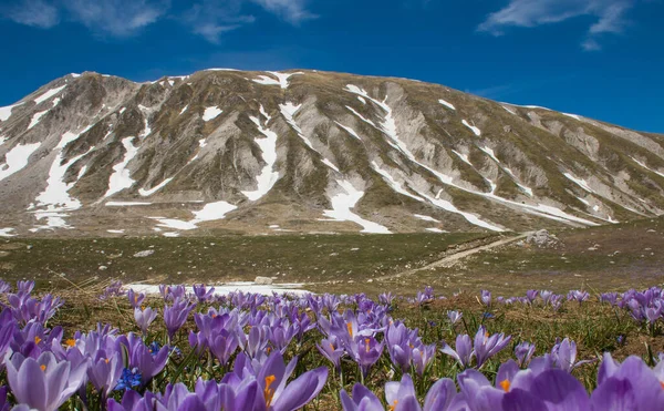 Campo Imperatore 'un panoramik manzarası. Bahar mevsiminde Crocus Vernus' un çiçek açması sırasında, Abruzzo.
