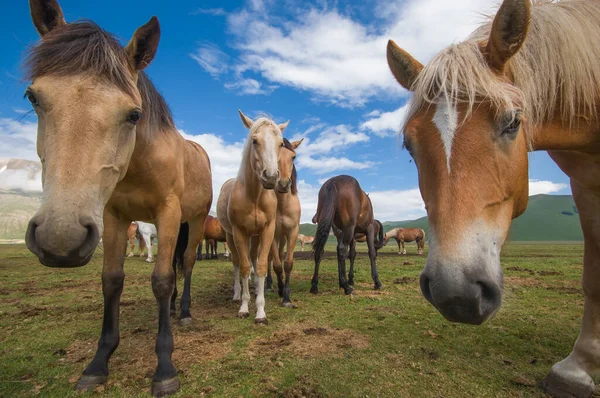 Πορτρέτο Των Αστείων Αλόγων Στο Pian Grande Κοντά Castelluccio Norcia — Φωτογραφία Αρχείου