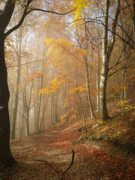 Morning View Enchanted Beech Forest Famous Gole Dell Infernaccio Fog — Stock Photo, Image