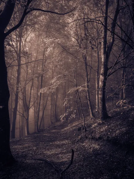 Pfad Dunklen Gotischen Buchenwald Mit Nebel — Stockfoto