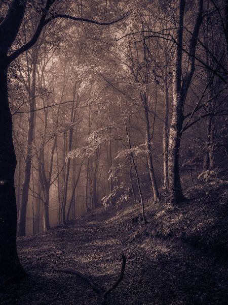Pathway in the dark gothic beech forest with fog
