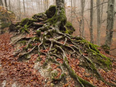 Monti Sibillini Ulusal Parkı 'ndaki sonbahar ormanında kayın ağacı kökleri