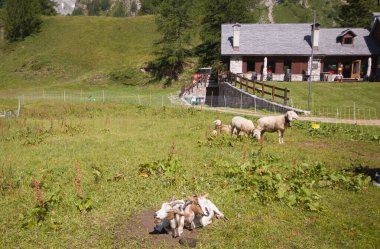 CRAMPIOLO, ITALY - 20 Temmuz 2021: Piedmont 'ta Crampiolo köyü yakınlarındaki Alp çiftliğindeki hayvanlar