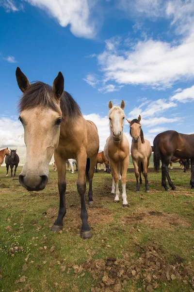 Vista Belos Cavalos Selvagens Planalto Alto Centro Itália — Fotografia de Stock