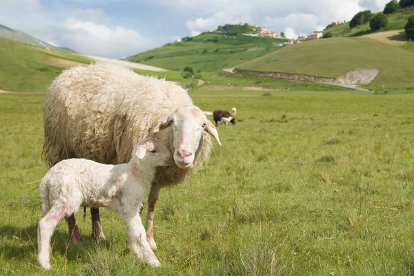 Portrait Adorable Mother Sheep Her Lamb National Park Monti Sibillini — Stock Photo, Image
