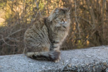 Ortaçağ köyünün duvarında dinlenen Avrupalı kedi portresi
