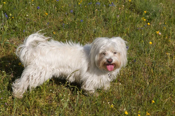 Porträtt Vackra Maltesiska Hund Gräset — Stockfoto