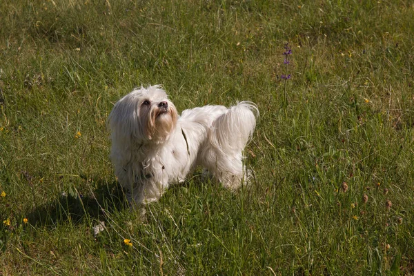 Porträtt Maltesisk Hund Som Luktar Gräset — Stockfoto