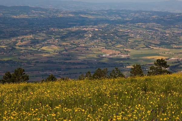 Vista Aérea Vila Medieval Montefalco Com Flores Silvestres Amarelas Fundo — Fotografia de Stock