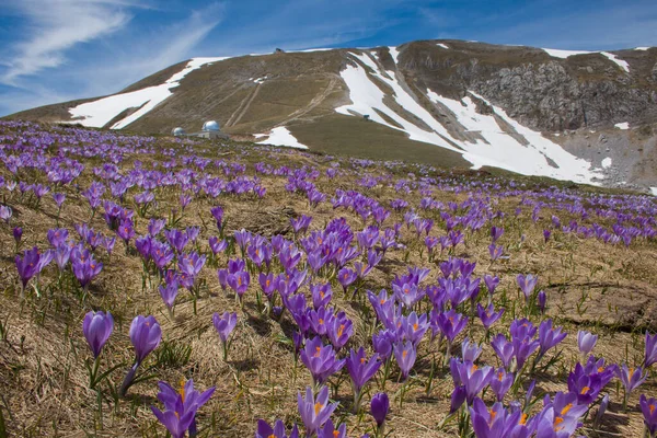 Beautiful Flowering Wild Crocus Vernus Italian Mountain — Stock Photo, Image