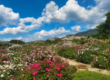 Barış şehri Assisi 'nin manzarası. Arka planda güzel güller var.