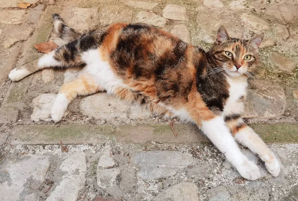 Portrait European Cat Relaxing Alley Spello — Stock Photo, Image