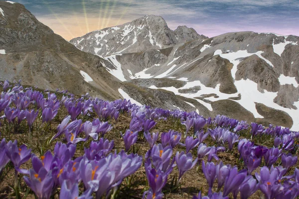 Blühende Berglandschaft Bei Sonnenuntergang Den Abruzzen lizenzfreie Stockfotos