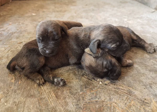 Portrait Cute Puppies Dog Sleeping Summer Day — Stock Photo, Image