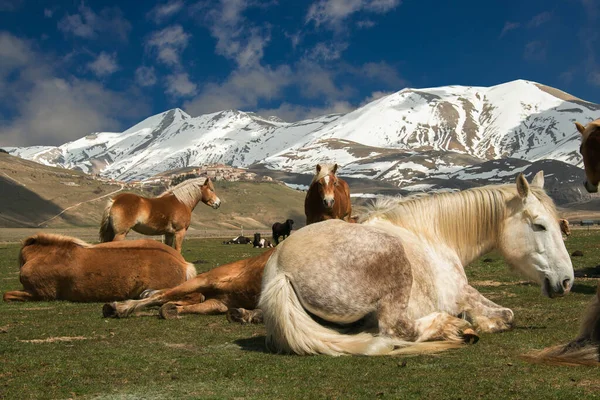 Дикі Коні Відпочивають Гірській Луці Італії — стокове фото