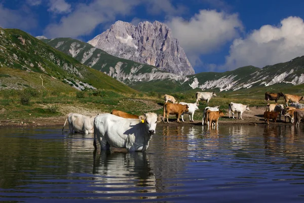 View of cows in the little mountain lake with Gran Sasso massif in the background