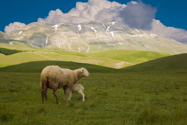 Portrait Sheep Her Lamb Mountain — 图库照片