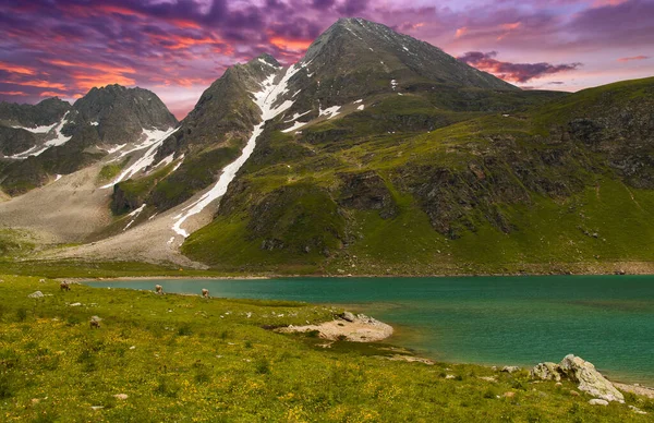 Blick Auf Den Bergsee Mit Grasenden Kühen Bei Sonnenaufgang Der — Stockfoto