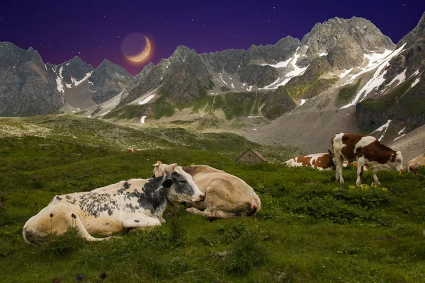 Панорамний Вид Альпійське Пасовище Вночі Місяцем — стокове фото