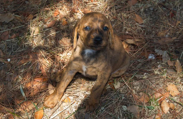 Portrait Sweet Puppy Segugio Maremmano Hunting Dog Sitting Garden — Fotografia de Stock