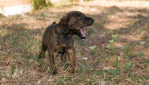 Funny Dog Portrait Puppy Yawns — Stockfoto