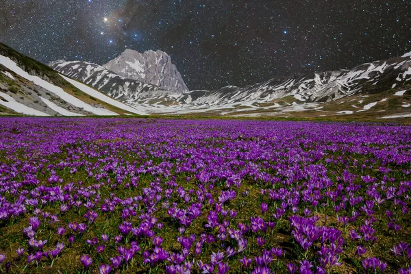 View Plateau Crocus Vernus Flowering Beautiful Starry Night Spring lizenzfreie Stockbilder