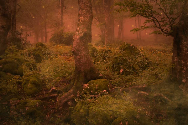View Misty Forest Autumn Season — Fotografia de Stock