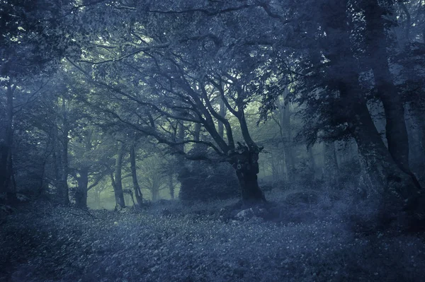 View Mysterious Forest Morning Fog Umbria Italy — Fotografia de Stock