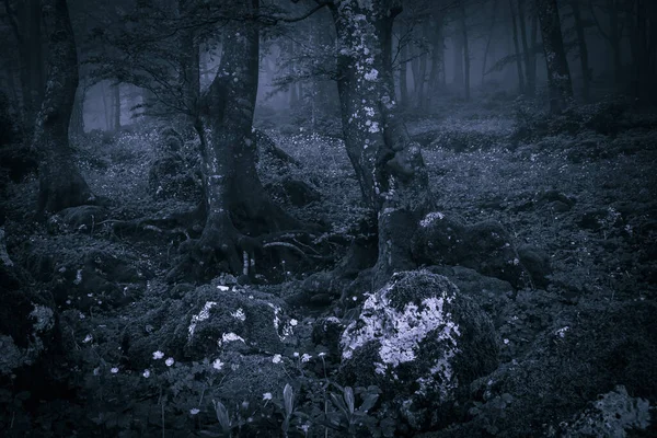 View of dark forest with fog at night