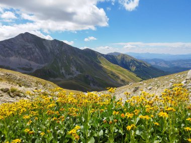 Panoramic view of wild yellow flowers in Val Chiarino during summer day of august