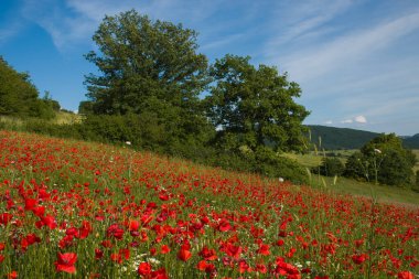 Umbria İtalya 'daki Colfiorito yakınlarındaki kırmızı haşhaş tarlası çok güzel görünüyor.