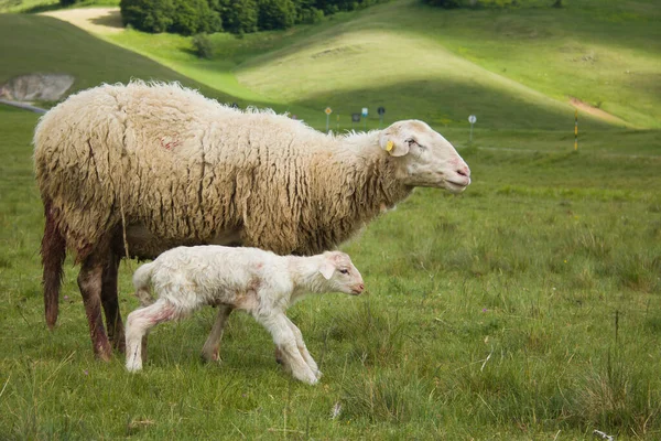 Portrait Sheep Her Baby Lamb Green Meadow — Stock Photo, Image