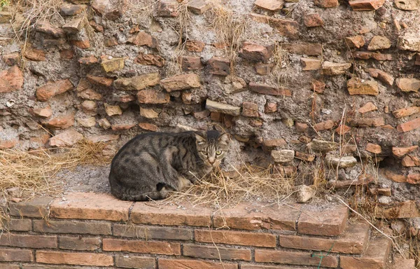 ローマ ラツィオのラルゴ トーレ アルゼンチンの猫の聖域に住んでいる猫の肖像イタリア — ストック写真